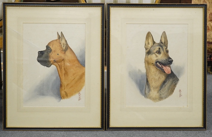 B. Rigby, two watercolours, studies of dogs, a Boxer and an Alsatian, each monogrammed, 40 x 30cm. Condition - foxing throughout